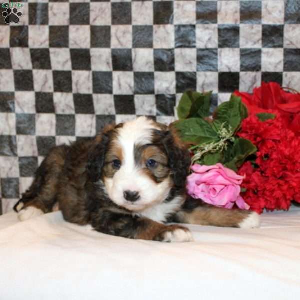 Vale, Mini Bernedoodle Puppy